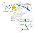 Proposed overview of glycosome biogenesis and remodeling. Proteins ...