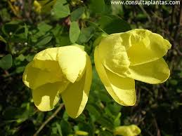 Image result for Bauhinia tomentosa