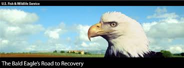 Usfws History Of Bald Eagle Decline Protection And Recovery