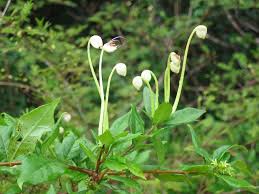 Image result for Erythroxylum platycladum