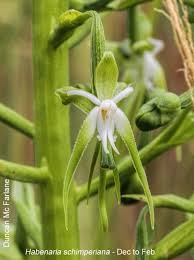 Image result for Habenaria schimperiana