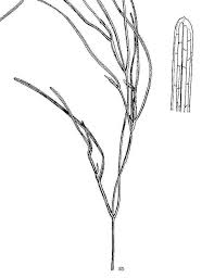 Image result for Monadenium filiforme