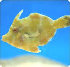 Jade Filefish Hairfinned Leatherjacket Paramonacanthus Japonicus Cool Fish Lion Fish Hogfish