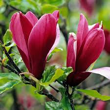 They bloom in early summer and blossoms last for about three weeks. Flowering Trees For Your Garden Gardening Tips With J Parker S