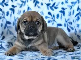 Image result for puggle