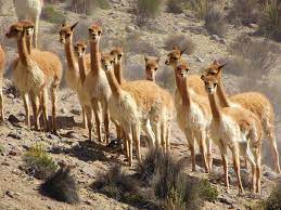 La china suárez y benjamín vicuña disfrutan de un presente de paz en su relación que tuvo varias crisis y reconciliaciones. File Group Of Vicuna In Arequipa Region Peru Jpg Wikipedia