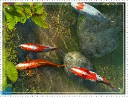 Membuat kolam ikan koi dengan benar. Ikan Koi Tedi Rustendi