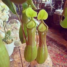 Seed To Stem Carnivorous Pitcher Plants Nepenthes Carnivorous Pitcher Plant Pitcher Plant Stem