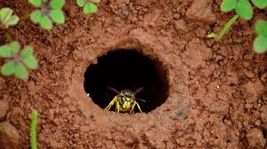 We did not find results for: Enlever Un Nid De Guepes Dans La Terre La Bonne Facon