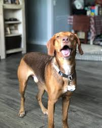 The beagador was likely bred around the time most designer breeds came to be, the 90's and early 2000's. All About The Beagle Lab Mix K9 Web