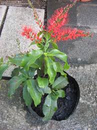 Image result for Combretum microphyllum