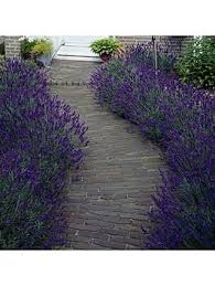 We did not find results for: Lavender Hidcote 20 Garden Ready Plants Hedging Plants Lavender Hidcote English Lavender Plant