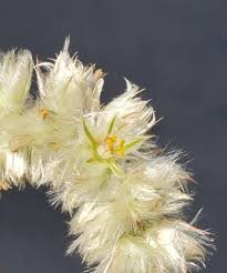 Image result for Kyphocarpa angustifolia