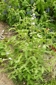 Image result for Crotalaria polysperma
