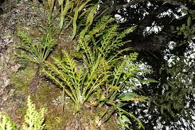 Image result for Asplenium theciferum