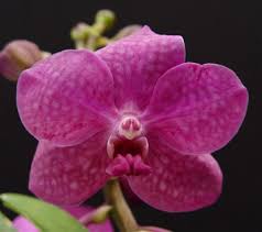 Ascocenda Princess Mikasa Pink Presented By Orchids Limited Orchid Flower Pink Flower Pictures Orchids