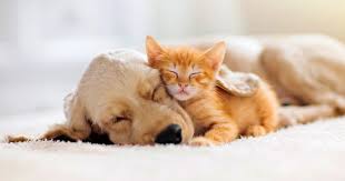 Trusted professionals providing pet sitting services in your home. Dog Walking Pet Sitting Services Christchurch Furrylittlerascals