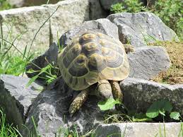 Pin Auf Schildkrotengehege