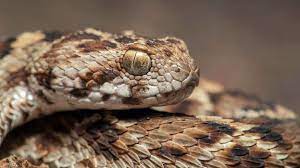 The family covers around one hundred species, including the most common types of snakes such as garter snakes, kingsnakes, rat snakes and coachwhips. The Global Fight Against Snake Bites Bbc Future
