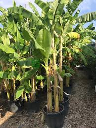 Image result for Musa paradisiaca