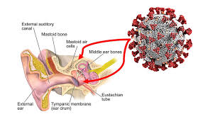 During development, the auditory ossicles are the first bones to fully ossify and are mature at the time of birth, where they do not grow afterwards. Covid 19 Story Tip Have You Heard Middle Ear Mastoid Harbor Sars Cov 2 And May Pose Risk For Medical Staffs