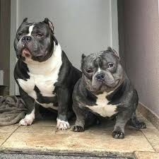 Pin On American Bully Dog