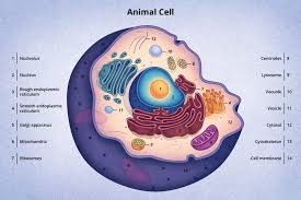 Edible plant and animal cells activity. Animal Cell Model Ideas For Your Science Project Easy And Creative