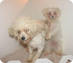 Daisy is healthy, spayed and house trained. Parsippany Nj Maltese Meet Scooter A Pet For Adoption