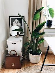 Zudem sollte die befestigung und einstellung durch einen fachmann erfolgen. Plant Love Meine 10 Liebsten Pflanzen Fur Die Wohnung Amazed
