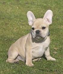 V4b hypoallergenic waterless gel for bulldogs and french bulldogs. French Bulldog Breed Info Characteristics Hypoallergenic No French Bulldog Bulldog French Bulldog Breed