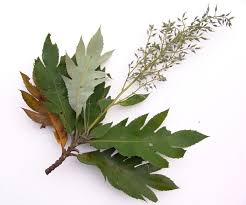 Image result for Bocconia arborea