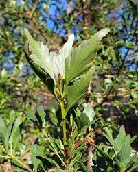 Image result for Phyllocladus