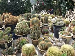 Cameron highlands is home to a few cactus gardens that are found within the tanah rata and tringkap area. Cactus Valley Cameron Highlands 2021 All You Need To Know Before You Go With Photos Cameron Highlands Malaysia Tripadvisor