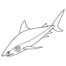 The nurse shark (ginglymostoma cirratum) is an elasmobranch fish in the family ginglymostomatidae. Top 20 Shark Coloring Pages For Your Little Ones