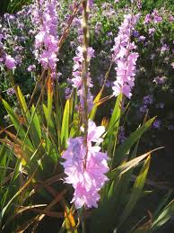 Image result for Watsonia