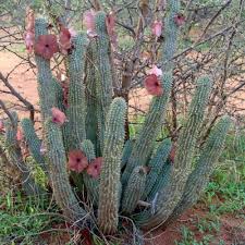 Image result for Hoodia currorii