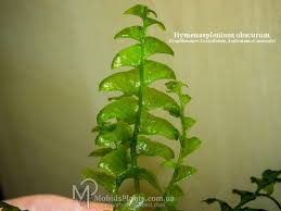 Image result for Asplenium normale