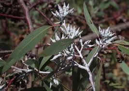 Image result for Eucalyptus angustissima