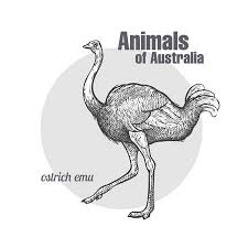 Ostrich Emu Bird Hand Drawing Animals Of Australia Series Vintage In 2020 Australia Animals Australian Wildlife Animal Drawings