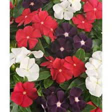 Deer population, and in turn deer pressure on your landscape, as well as weather make a big we are well versed in designing deer resistant landscapes, so don't hesitate to ask us for help! The American Pie Vinca Mixture John Scheepers Kitchen Garden Seeds