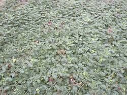 Image result for Tribulus terrestris