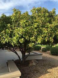 Tipu Tree Tipuana Tipu This Looks Like It May Be A Tipu From South America With Oblong Foliage Divided Into 11 21 Leaflets A Garden Design Plants Pea Flower
