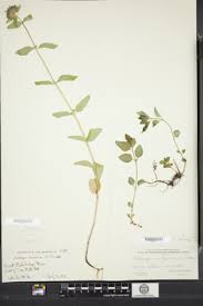 Image result for Clinopodium simense