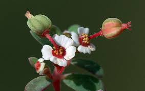 Image result for Euphorbia kilwana