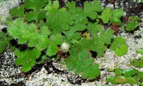 Image result for Asplenium cordatum