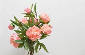 Maybe you would like to learn more about one of these? Closeup Beautiful Pink Peony Flowers In Vase Backgrounds Textures Indivstock