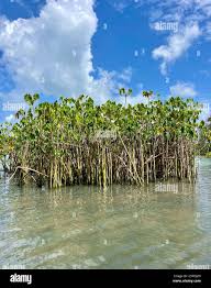 Image result for Montrichardia