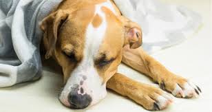 How to get rid of dog hiccups. My Dog Keeps Gagging But Doesn T Throw Up Petcoach