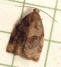 Image result for Archips rosanus