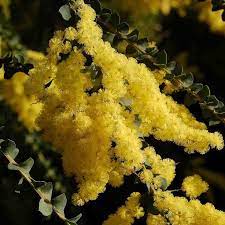 Acacia Pravissima Mimosa Rustique Acacia Dealbata Acacia Arbuste